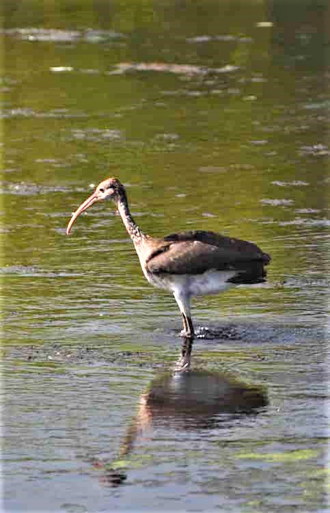 wading birds
